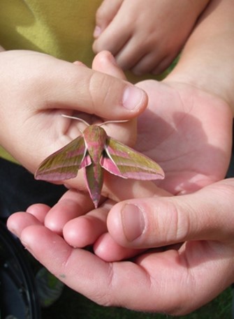 Elephant Hawk moth - Isabel Macho